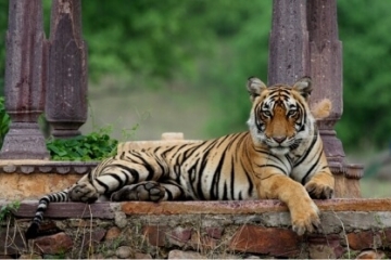 14 Days - North India Culture & Wild Life